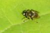 Merodon equestris